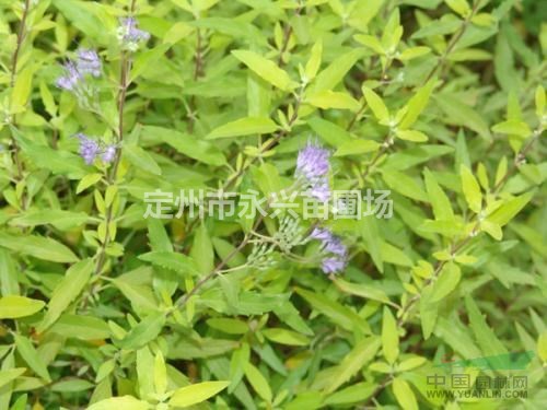 蘭花鼠尾草價(jià)格，蘭花鼠尾草廠家，蘭花鼠尾草供應(yīng)商