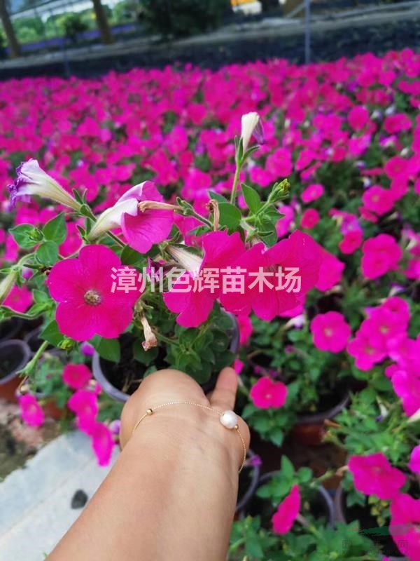 矮牽牛價(jià)格 福建雙景園藝矮牽牛時(shí)花基地銷售