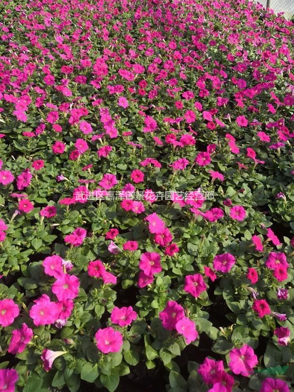 江蘇常州【四季時令草花】基地批發(fā)矮牽牛，孔雀草等