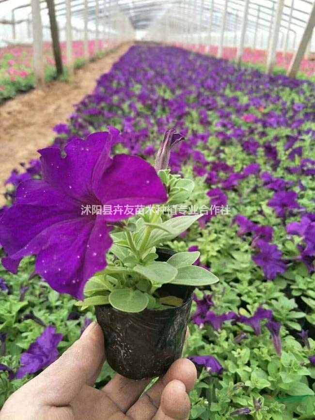 供應(yīng)矮牽牛地被植物 易種花苗 