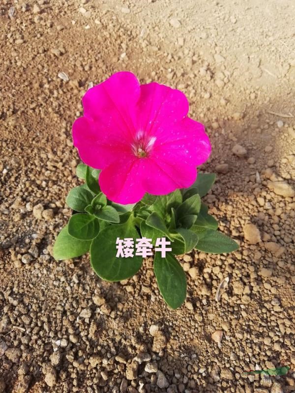 蘭花楹苗木