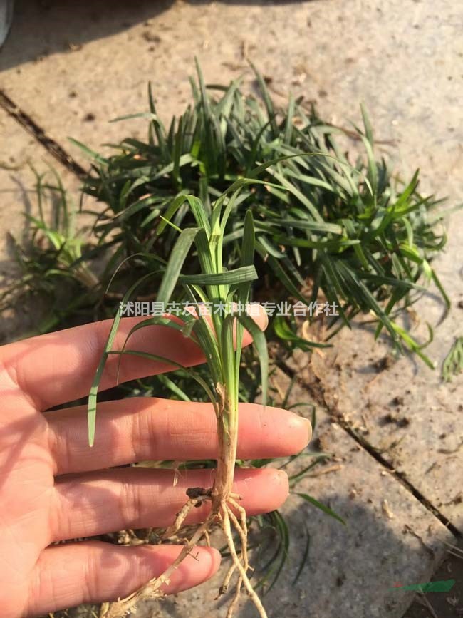 沭陽卉友苗木供應矮麥冬 大葉麥冬草