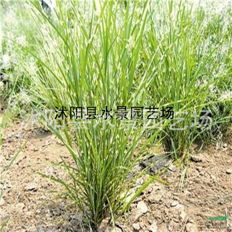 斑葉芒，斑葉芒價(jià)格，斑葉芒供應(yīng)，斑葉芒圖片，江蘇斑葉芒