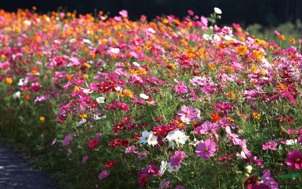 低價批發(fā)萬壽菊、硫華菊、波斯菊、矢車菊、金雞菊等各種菊花種子