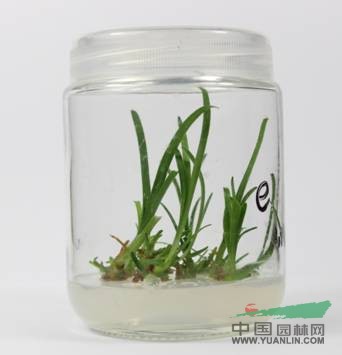 百子蓮擴(kuò)繁苗