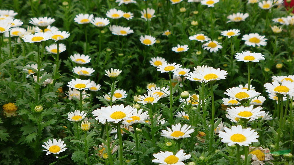 低價出售雛菊、瑪格麗特、金光菊、松果菊等 菊花盆栽、菊花種子