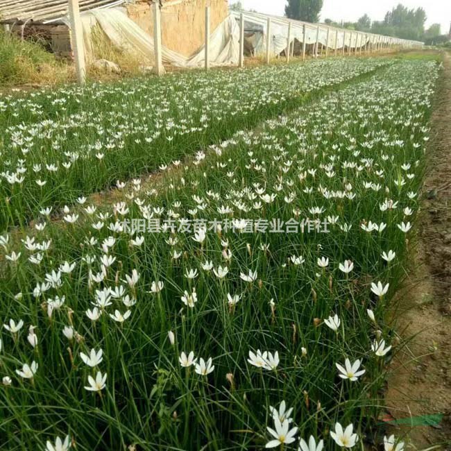 蔥蘭多年生草本地被植物 蔥蘭小苗價(jià)格