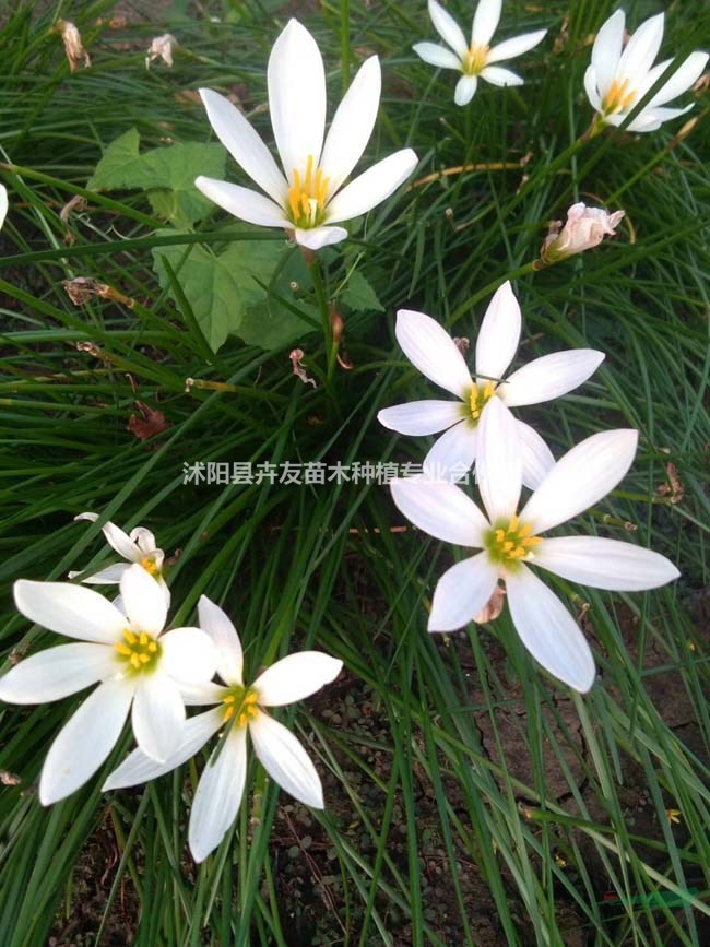 蔥蘭多年生草本地被植物 蔥蘭小苗價(jià)格