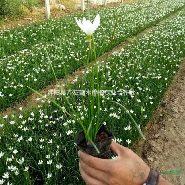 蔥蘭多年生草本地被植物 蔥蘭小苗價(jià)格