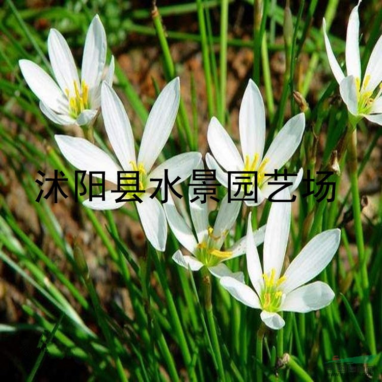 江蘇韭蘭，韭蘭價(jià)格 春蘭 蔥蘭 馬蘭 蝴蝶蘭 大量批發(fā)