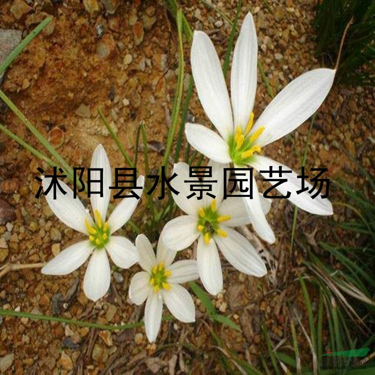 江蘇韭蘭，韭蘭價(jià)格 春蘭 蔥蘭 馬蘭 蝴蝶蘭 大量批發(fā)