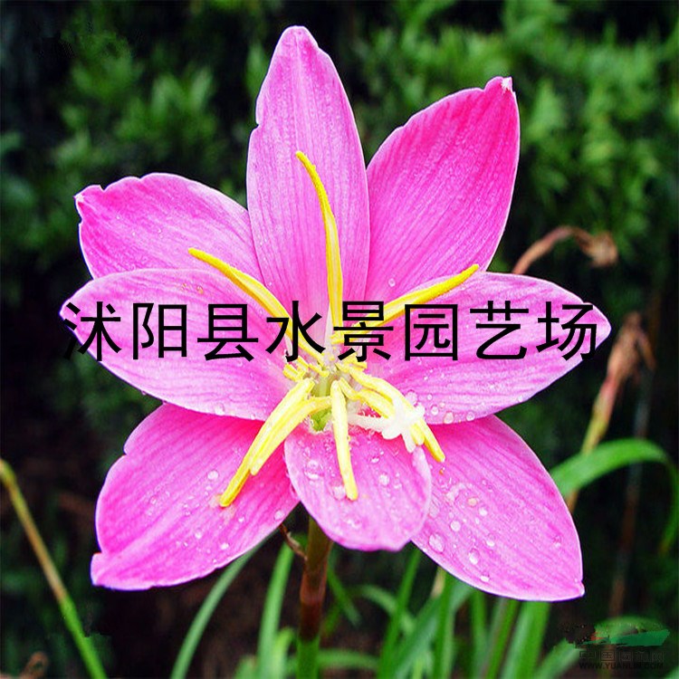 江蘇韭蘭，韭蘭價(jià)格 春蘭 蔥蘭 馬蘭 蝴蝶蘭 大量批發(fā)