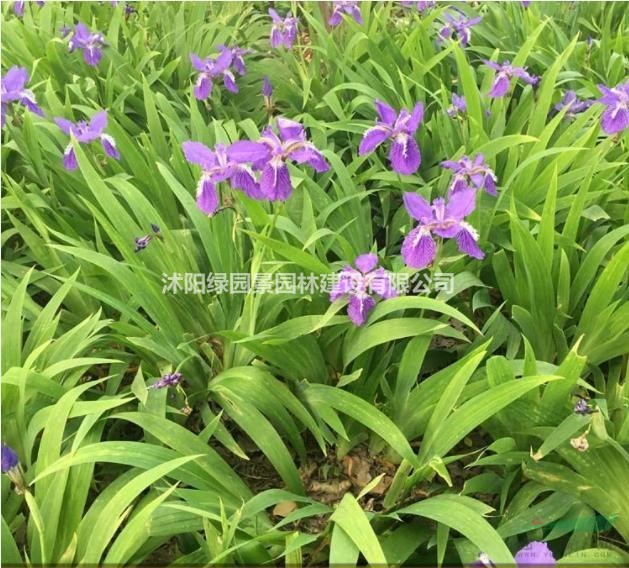 大小規(guī)格鳶尾基地 鳶尾價(jià)格基地/德國鳶尾、彩葉草、孔雀草