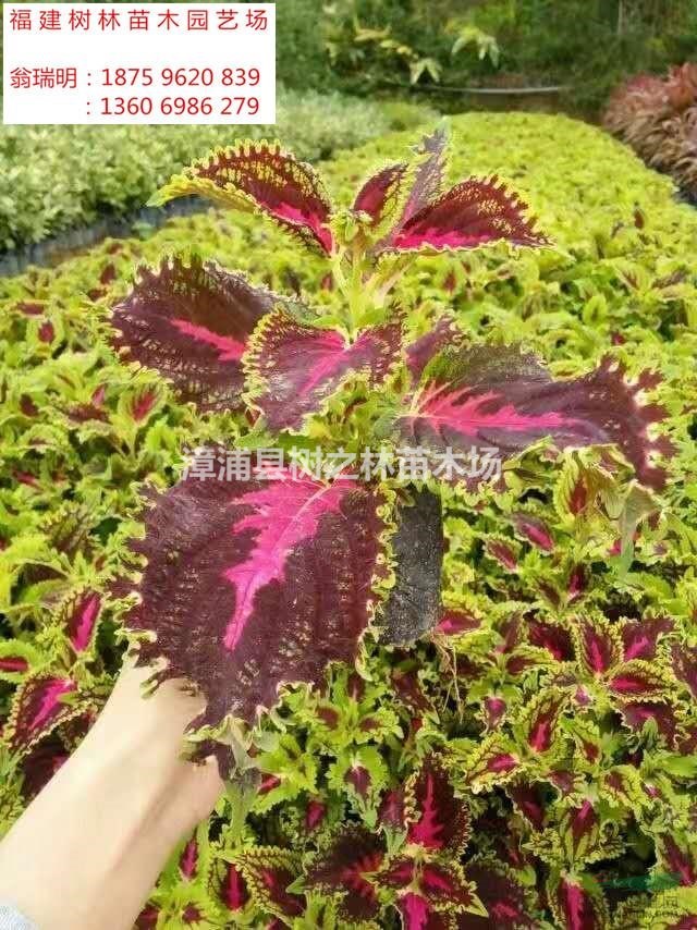 大小規(guī)格彩葉草2基地