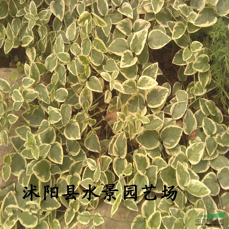 供應(yīng)花葉蔓常春藤 纏繞長春花、蔓長春花