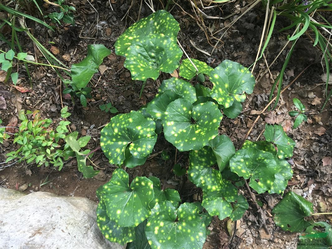 浙江花葉大吳風(fēng)草