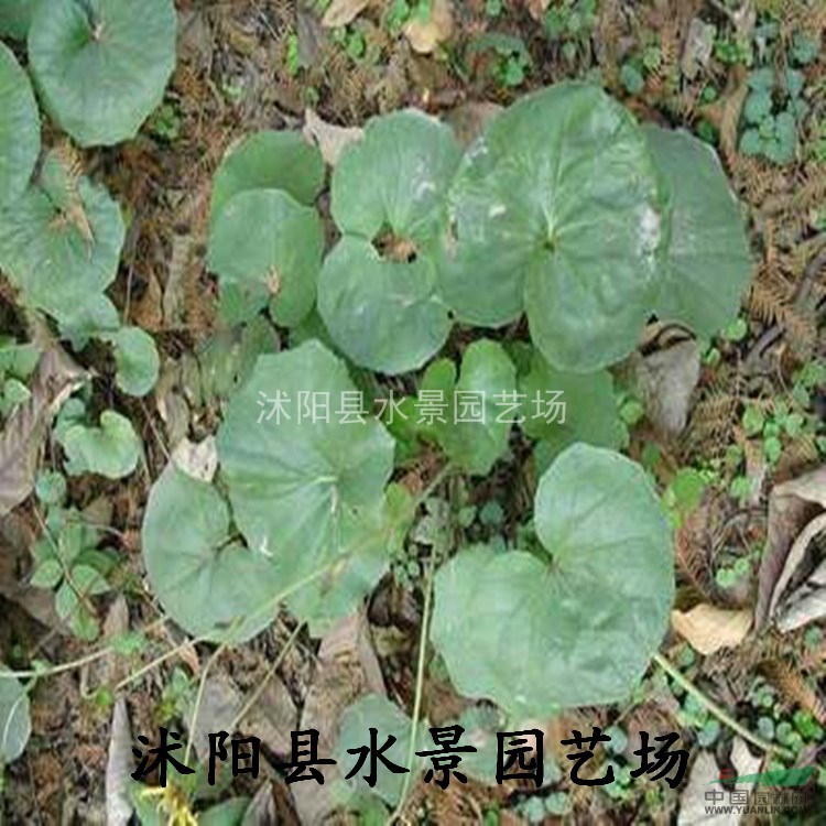 大吳風(fēng)草，八角烏、活血蓮、金缽盂、獨(dú)角蓮、一葉蓮、大馬蹄香