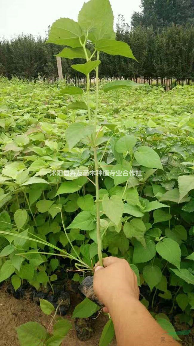 優(yōu)質(zhì)大花秋葵苗 地被植物 沭陽(yáng)大型大花秋葵基地火爆熱銷中