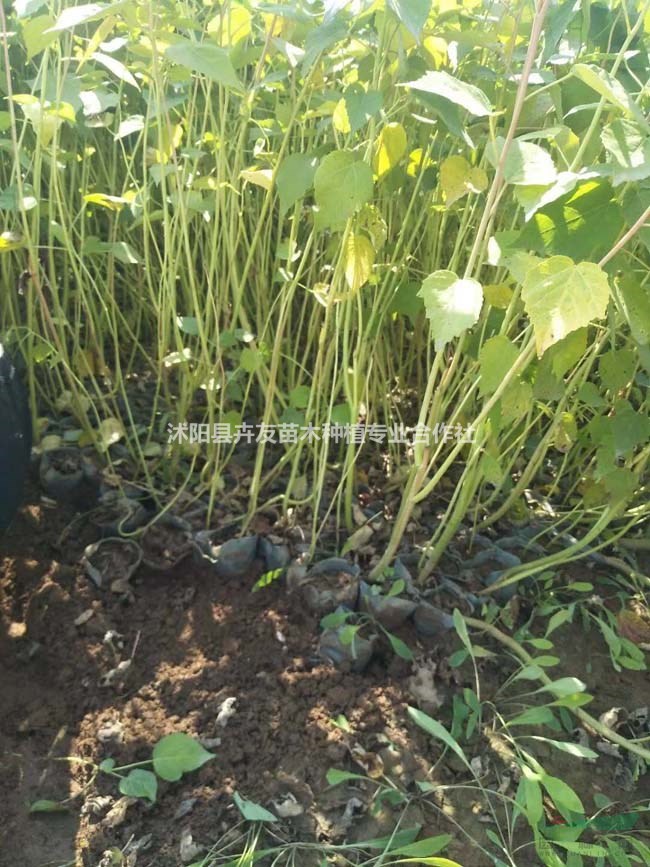 優(yōu)質(zhì)大花秋葵苗 地被植物 沭陽(yáng)大型大花秋葵基地火爆熱銷中