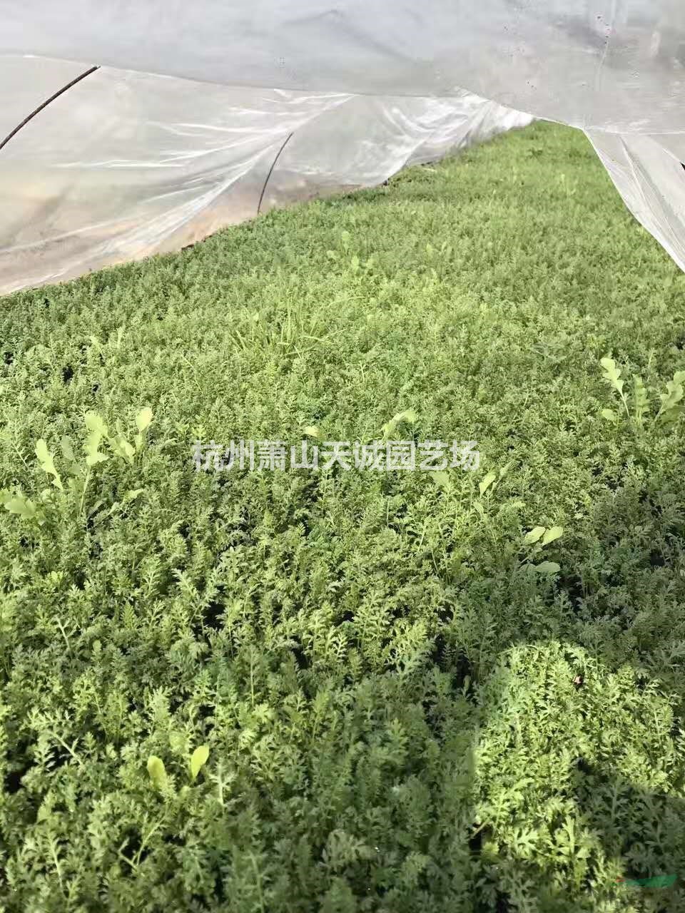 柳葉馬鞭草，多花筋骨草，千葉蓍草大量供應(yīng)