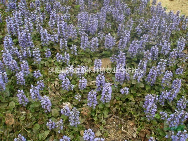 多花筋骨草 耐澇、耐旱、耐蔭 草花地被苗