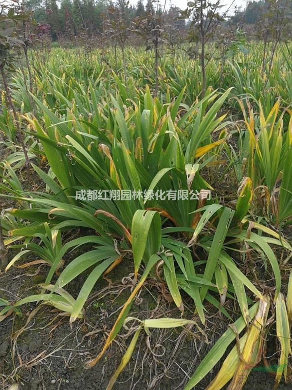 批發(fā)德國鳶尾、德國鳶尾基地、成都德國鳶尾價格