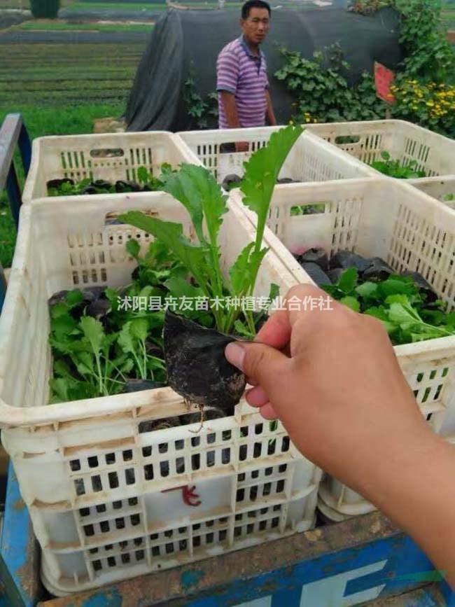 大濱菊多年草本生地被植物 大濱菊小苗價格