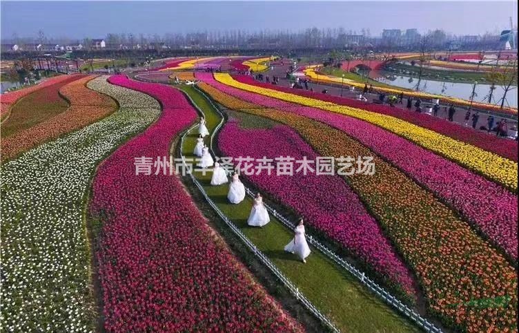 白晶菊種植基地，大濱菊價(jià)格供應(yīng)