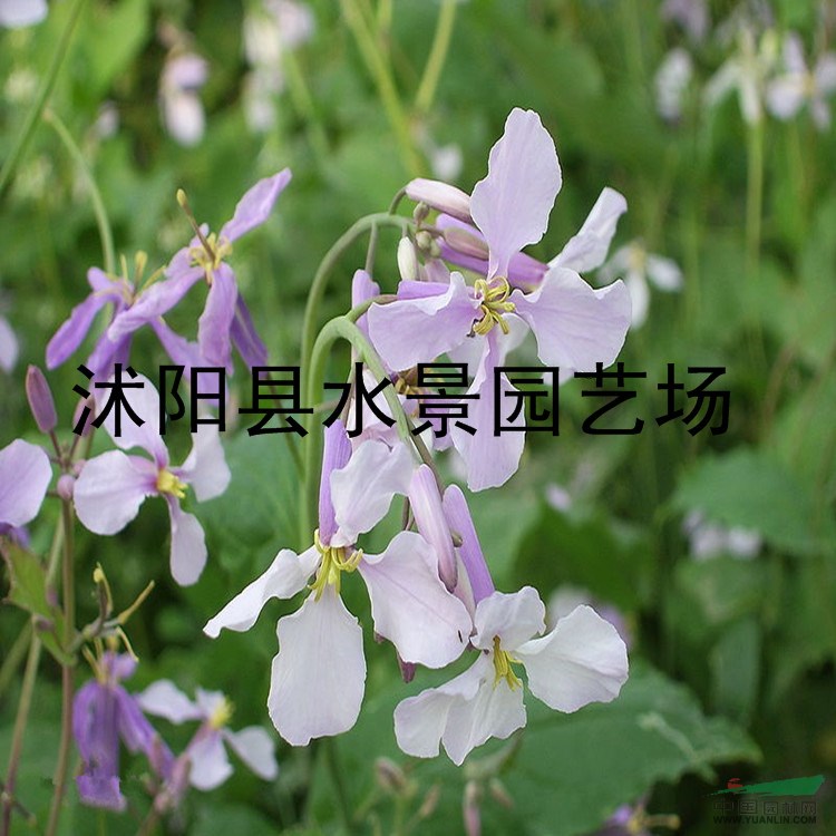 供應水生植物和地被 二月蘭 （別名諸葛菜、菜子花）