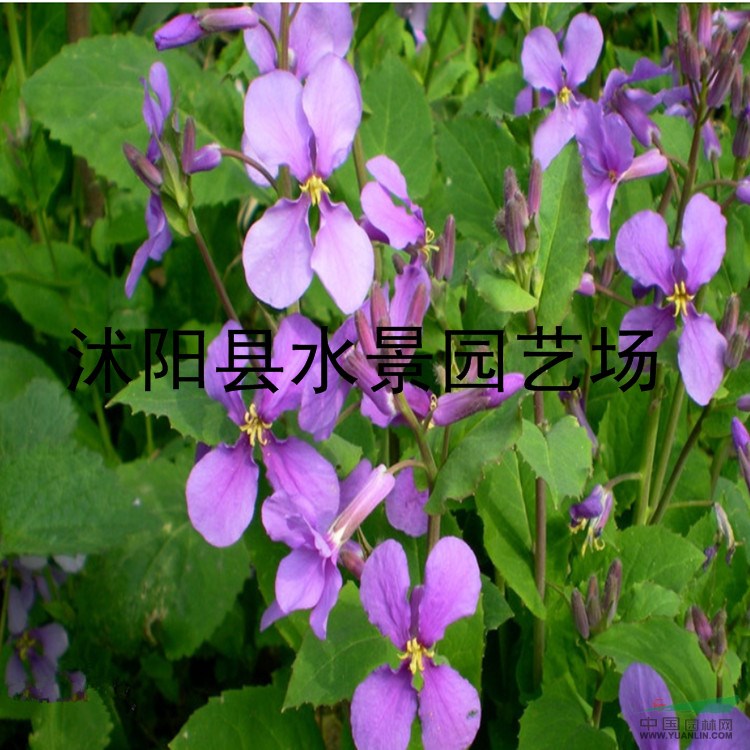 供應水生植物和地被 二月蘭 （別名諸葛菜、菜子花）