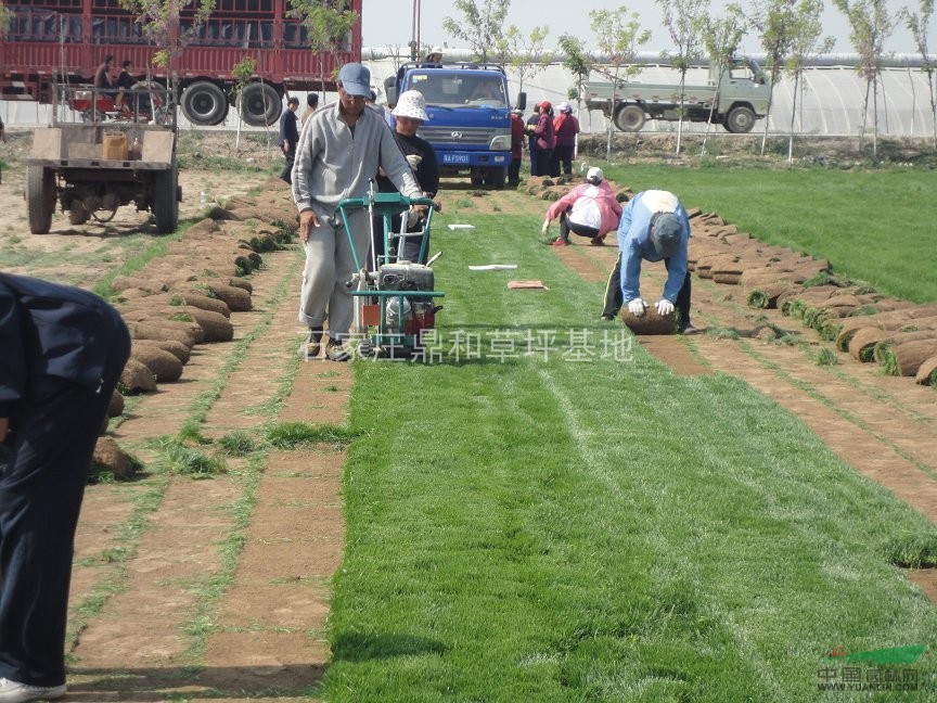 屋頂草坪 屋頂草坪施工 屋頂綠化設計 佛甲草