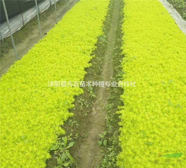 金葉佛甲草 景天科地被植物 金葉佛甲草小苗