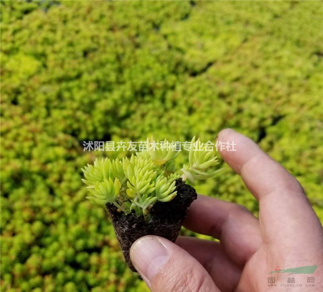 金葉佛甲草 景天科地被植物 金葉佛甲草小苗