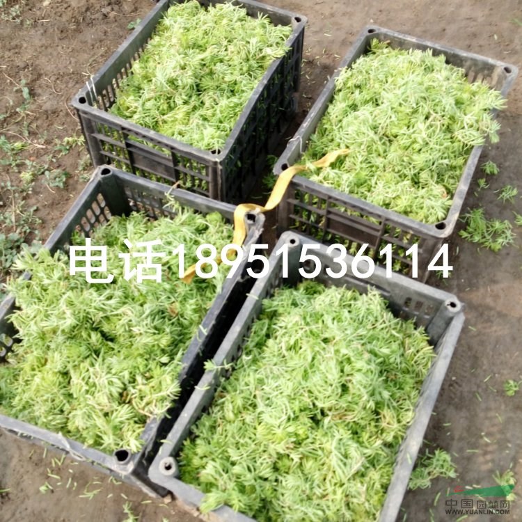 金葉佛甲草枝葉  基地批發(fā)