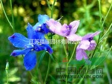 飛燕草別稱千鳥花、鴿子花  飛燕草種子價格  飛燕草照片