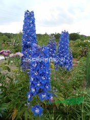 飛燕草別稱千鳥花、鴿子花  飛燕草種子價格  飛燕草照片