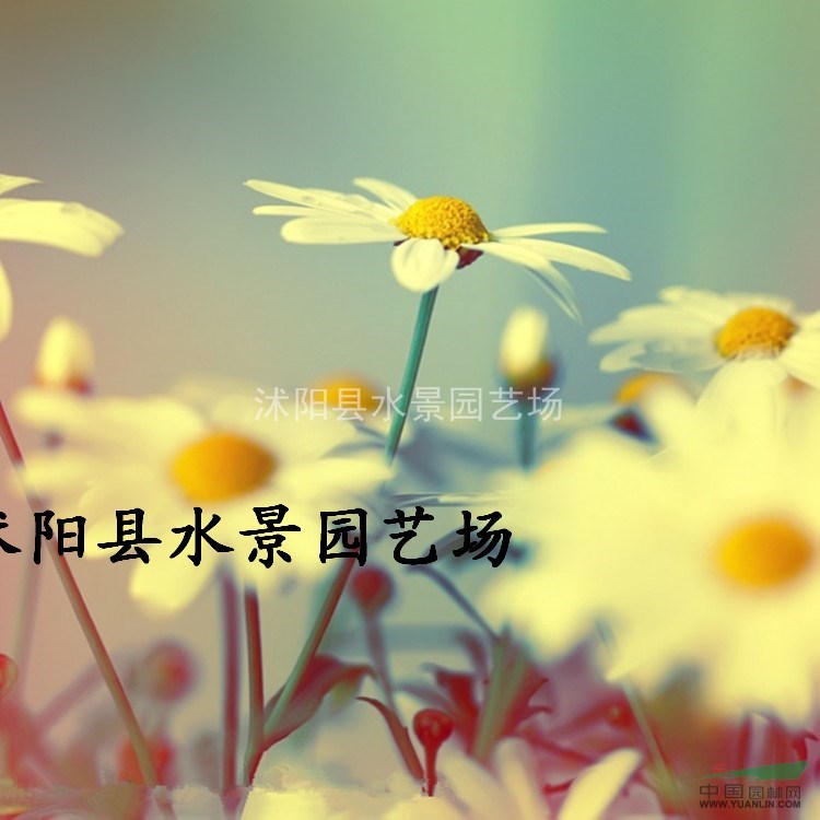 江蘇小菊，西洋甘菊，小菊供應(yīng)，小菊價格 地被菊 黃金菊