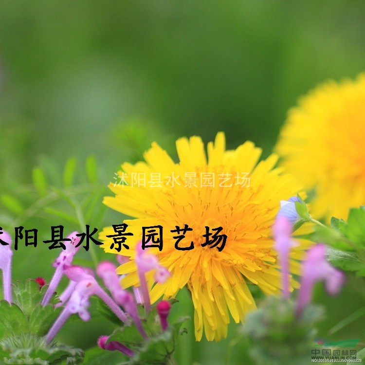 江蘇小菊，西洋甘菊，小菊供應(yīng)，小菊價格 地被菊 黃金菊