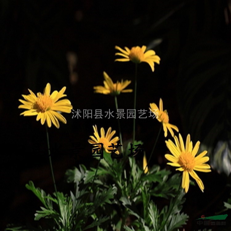 江蘇小菊，西洋甘菊，小菊供應(yīng)，小菊價格 地被菊 黃金菊