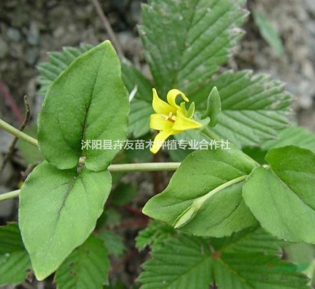 優(yōu)質(zhì)地被植物，過路黃小苗 量大價格優(yōu)惠 成活率高