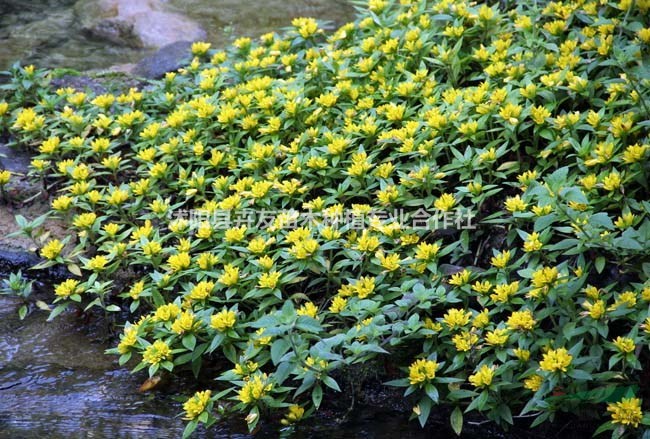 優(yōu)質(zhì)地被植物，過路黃小苗 量大價格優(yōu)惠 成活率高