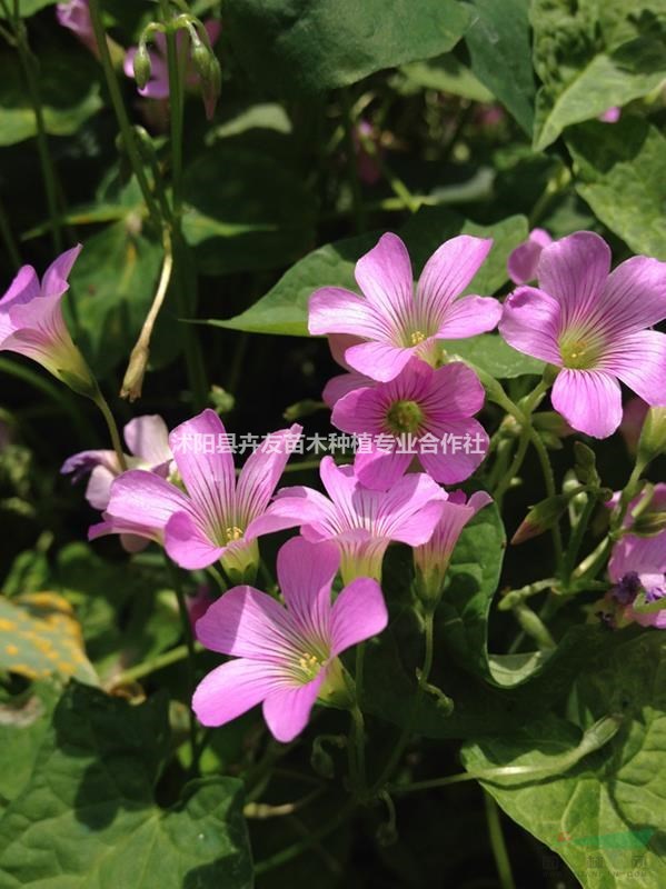 優(yōu)質(zhì)地被植物紅花酢漿草小苗 量大優(yōu)惠 歡迎來電咨詢