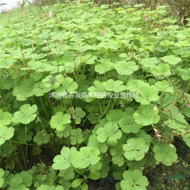 優(yōu)質(zhì)地被植物紅花酢漿草小苗 量大優(yōu)惠 歡迎來電咨詢