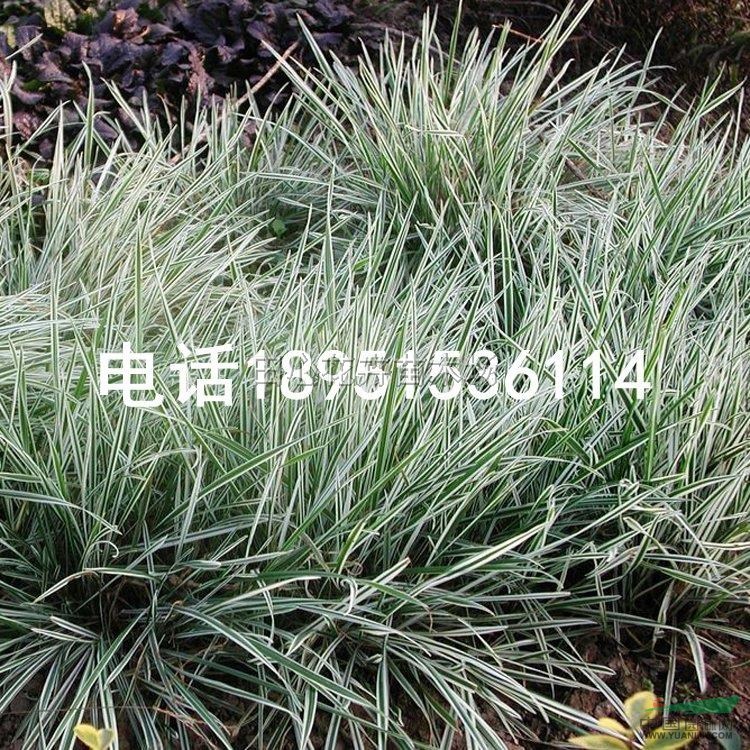 花葉燕麥草2最新價(jià)格/花葉燕麥草2報(bào)價(jià)