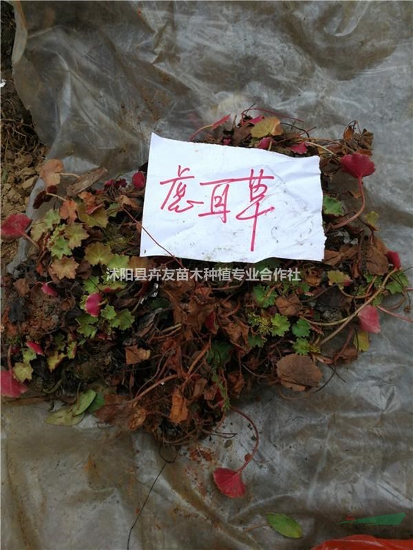 沭陽卉友苗木優(yōu)質(zhì)地被植物虎耳草小苗 量大價(jià)格優(yōu)惠