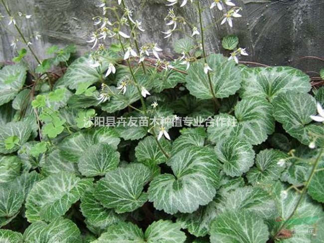 沭陽卉友苗木優(yōu)質(zhì)地被植物虎耳草小苗 量大價(jià)格優(yōu)惠