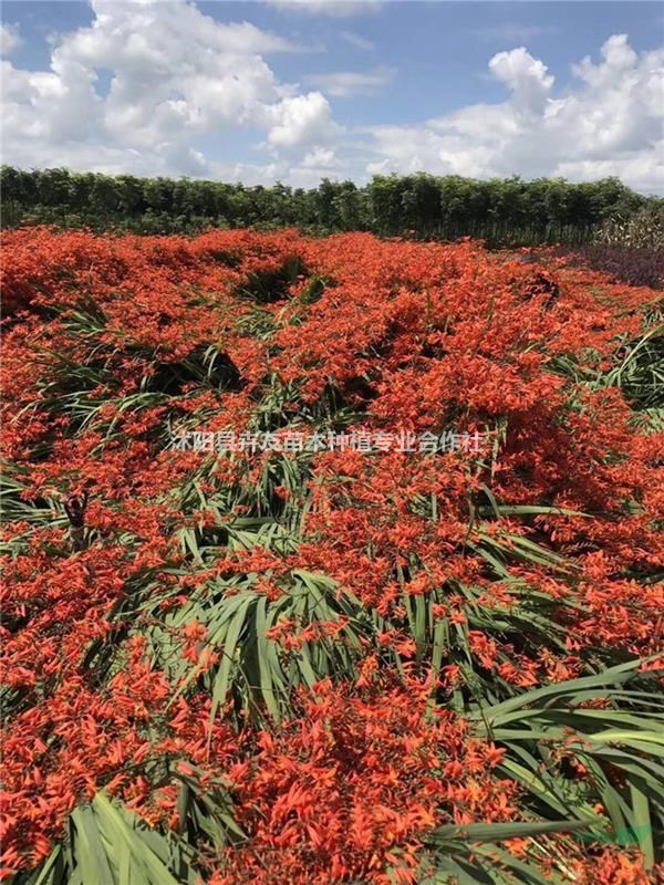 火星花 優(yōu)質(zhì)草花地被類植物火星花小苗 基地火爆直銷中