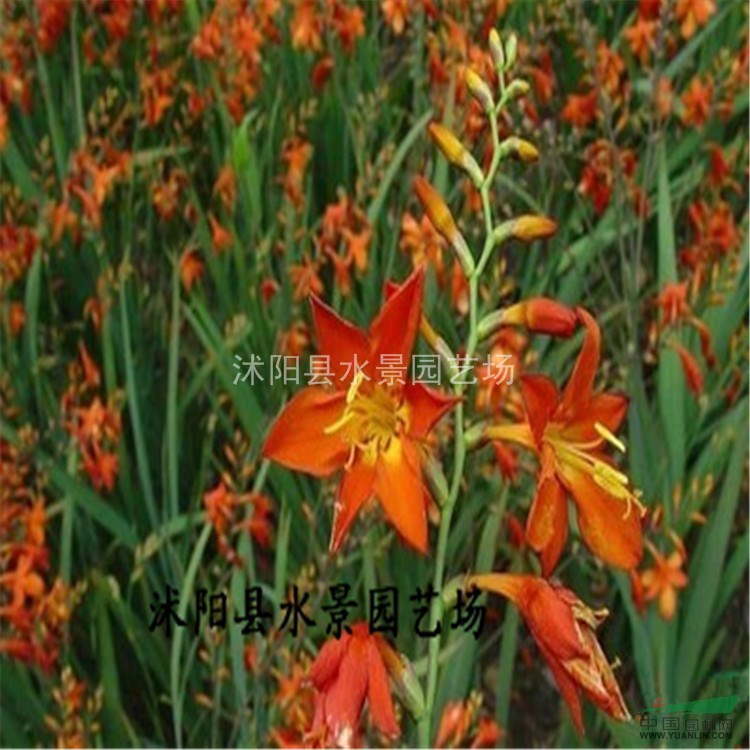 供應(yīng)火星花 觀賞草 宿根花卉 水景園藝承銷 大量批發(fā)