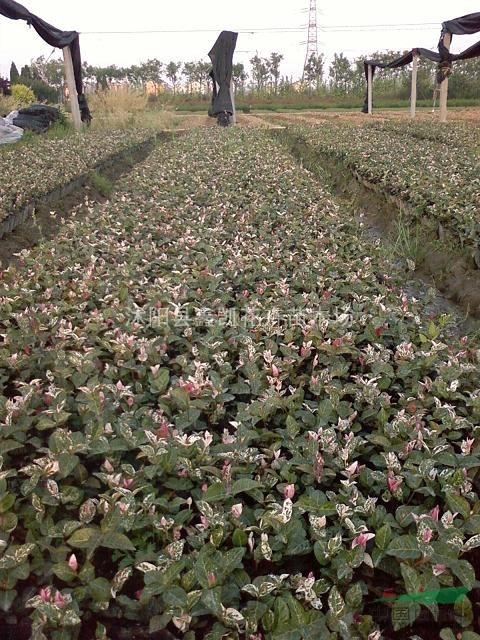 花葉絡石杯苗、容器苗