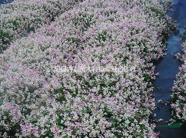 花葉絡石怎么養(yǎng)才能使花葉絡石葉子五彩斑斕